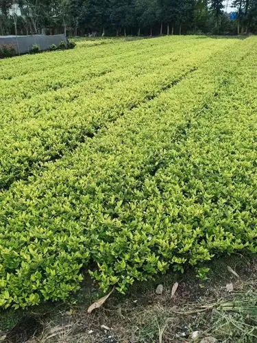 米乐m6官网：有尼克斯网球拍系列